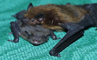Fledermaus (59580 Byte)