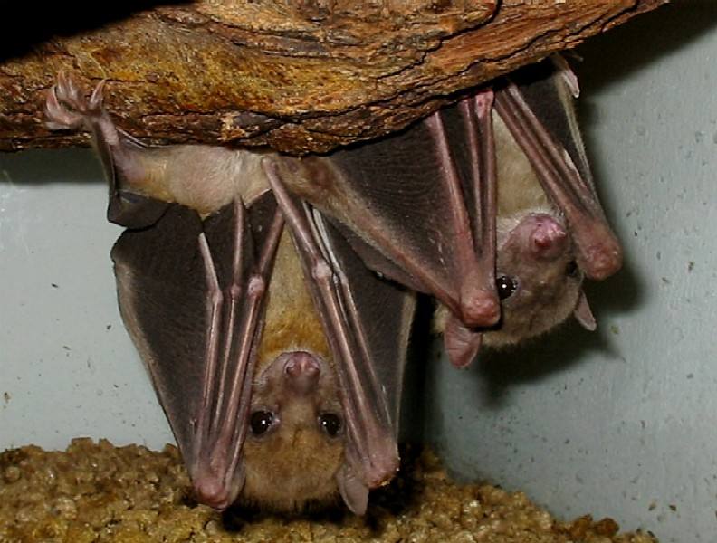 Rousettus aegyptiacus